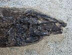 Exceptional Inch Notogoneus Fish Fossil #1387-2